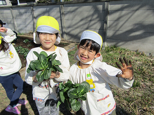 畑で年間通して野菜などを植え収穫しています