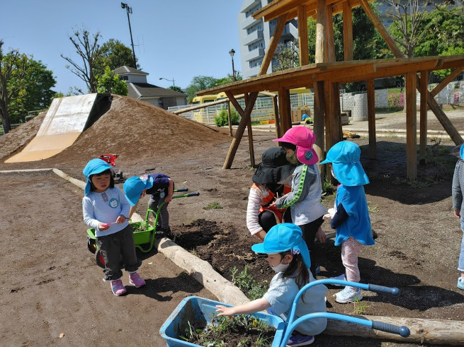 年少組が雑草の移植をしています。