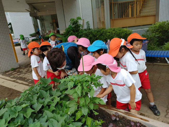 野菜の生長に興味津々