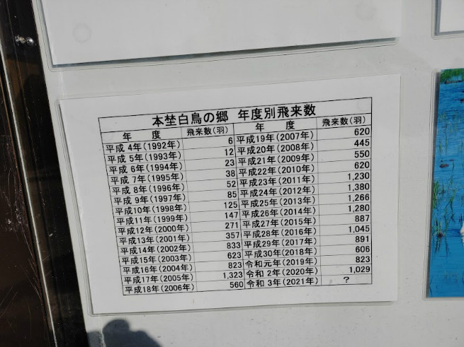 昨年10月末に初到来し、現在１０００羽程度生息しています