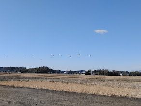 飛び立つ様子も美しい！！