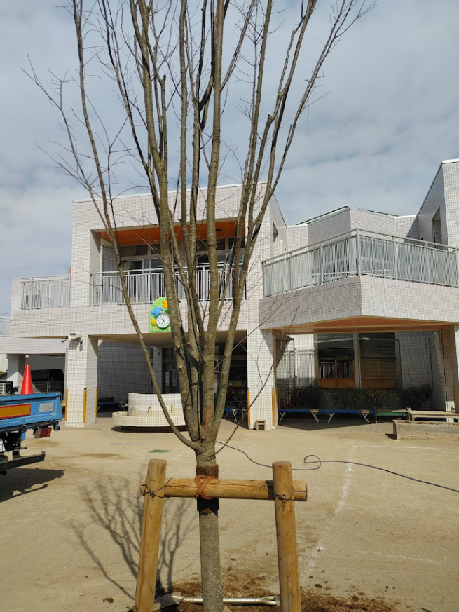 植樹会の前、水もたまっています