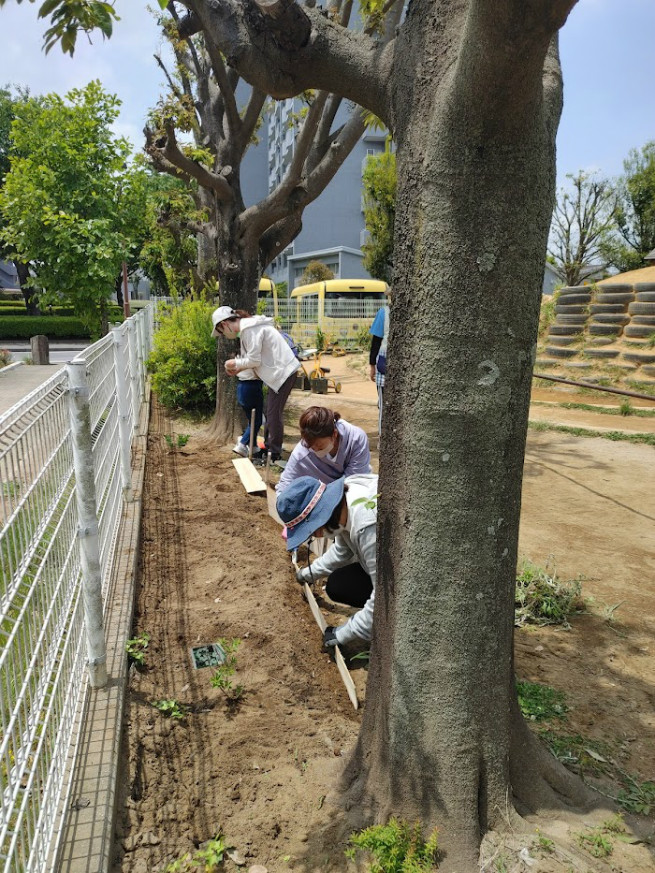 風船カズラ、ひまわり、じゅずだま　柵を取り付け中