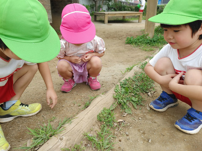 丸太の虫探し