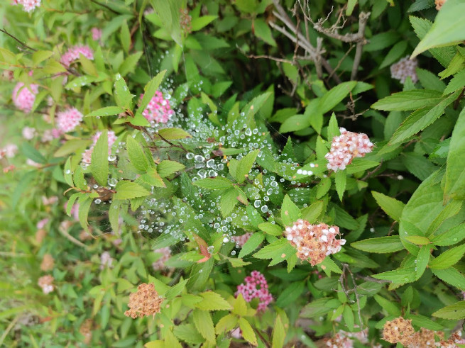 雑草の上に蜘蛛が、子どもがクリスタルのようと話していました