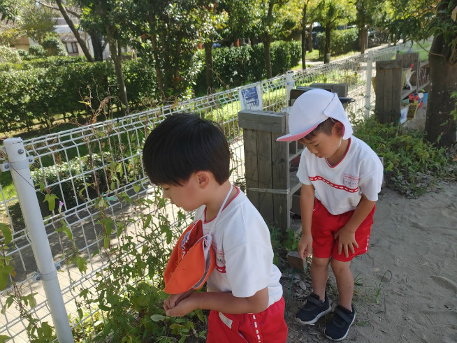 フェンス沿いに朝顔も咲いており興味津々！！