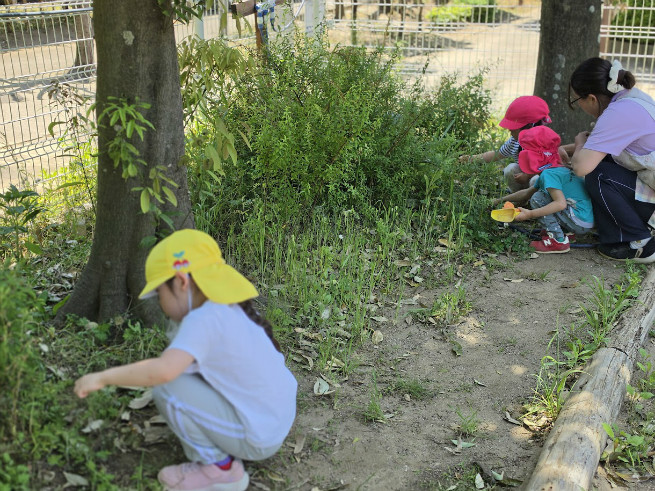 植物の自然遊びも楽しんでいます