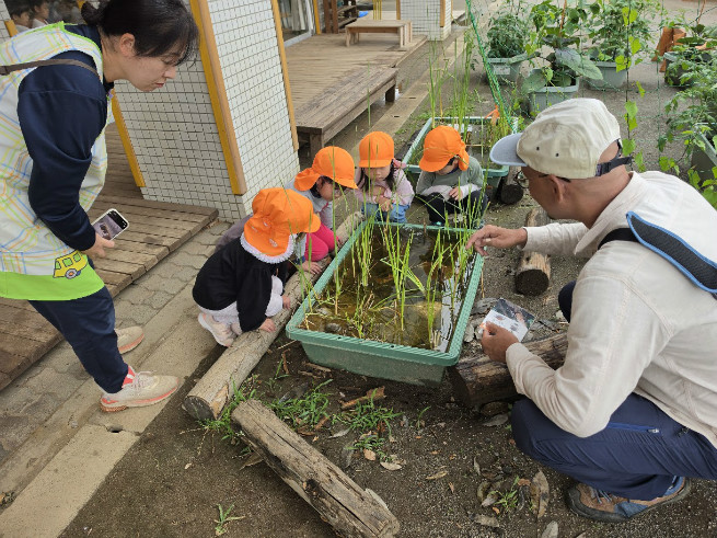 イトトンボ羽化どこにいるかな？