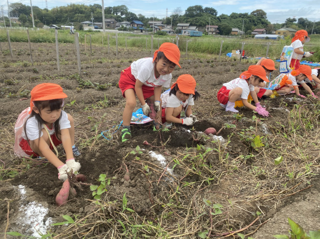 うめ組芋掘り