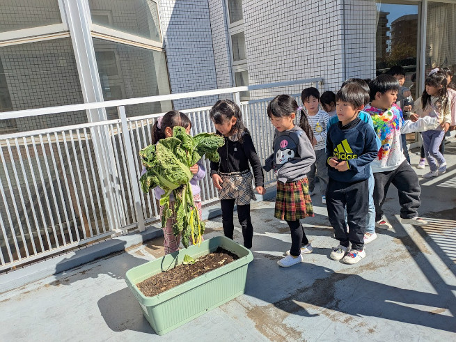 白菜もってみると「重いな」