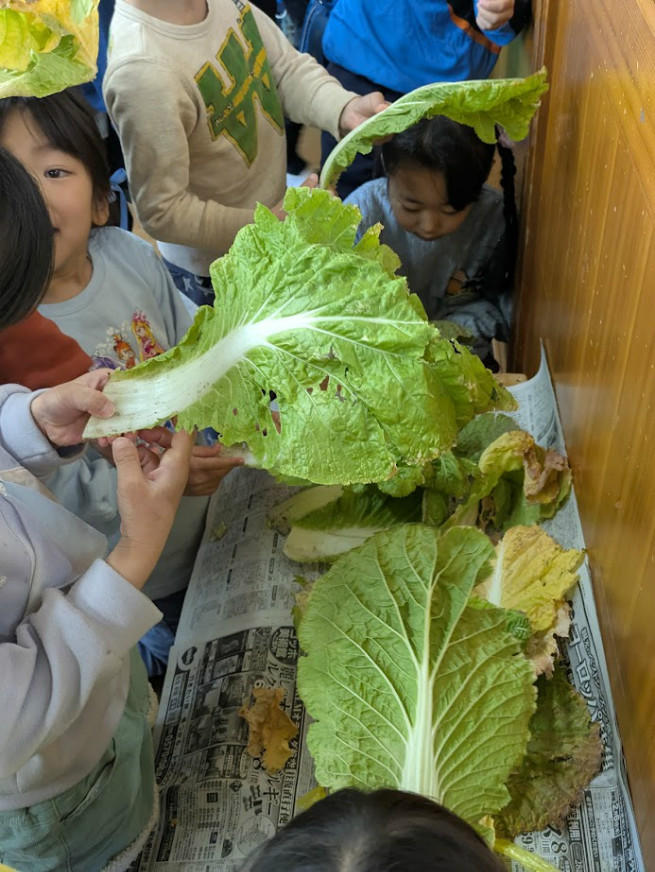 白菜のまわりを触ってみました。ざらざらしているね！！