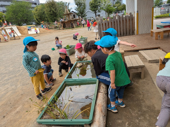 ビオトープをじっくり観察