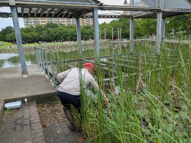 さとちゃん先生、生き物調査