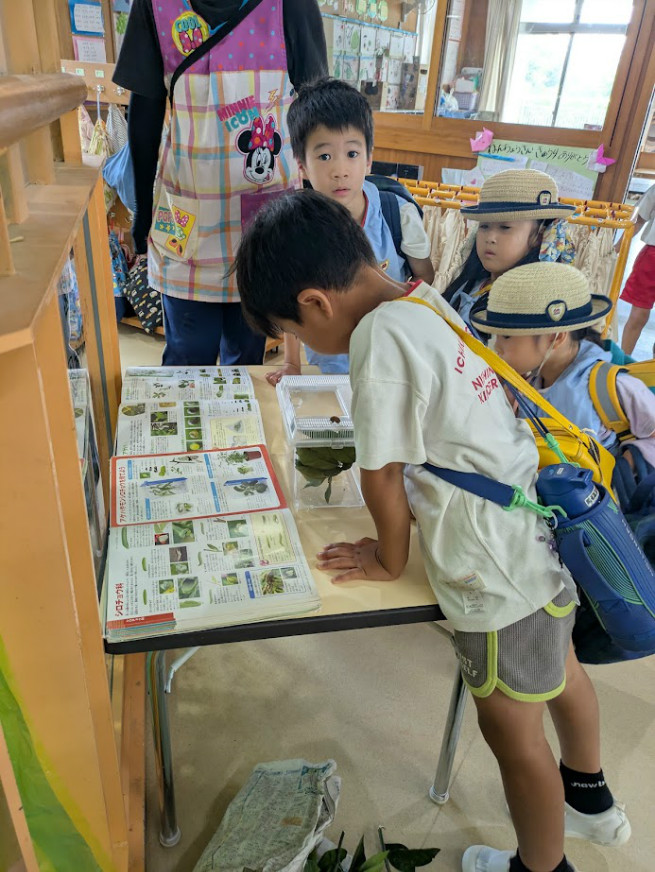 年長組で観察中（まだ幼虫）