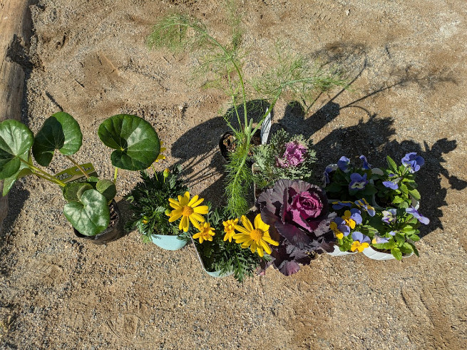 こんな花の苗です。蝶が集まります。