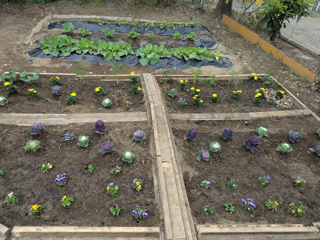 畑の様子、これから咲くのが楽しみです